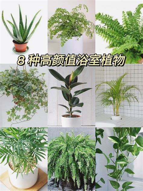 浴室適合的植物